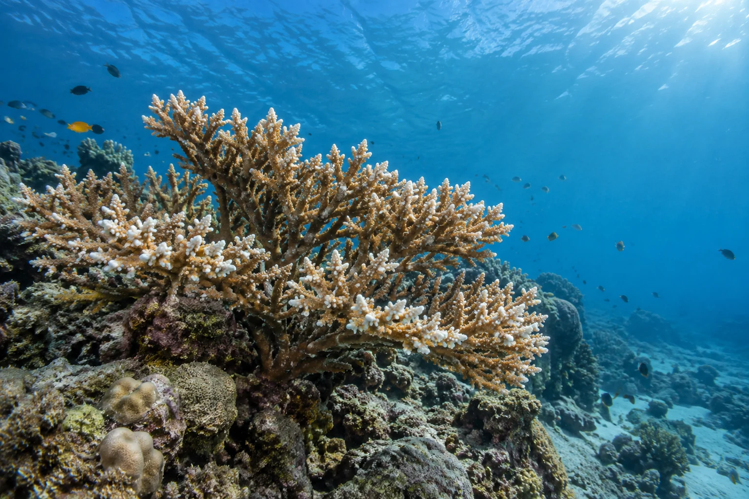 Branching coral growing underwater in a blue marine environment